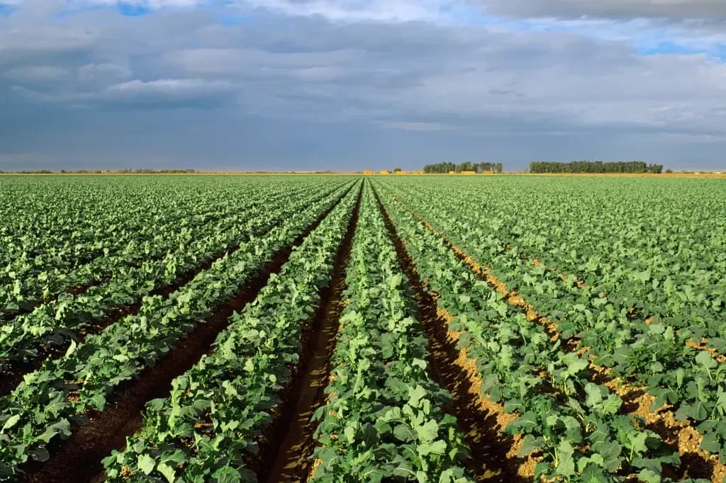 Broccoli field trial