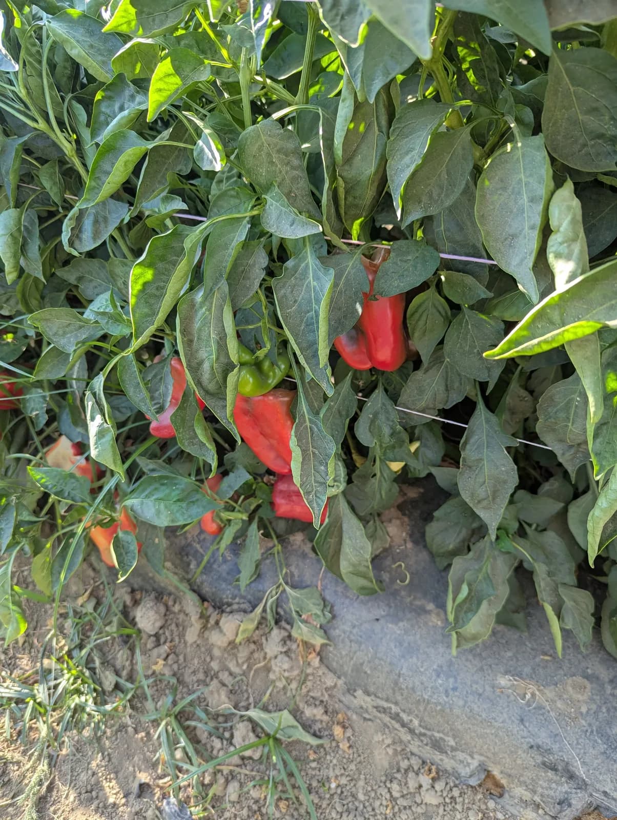 Bell Peppers field trial