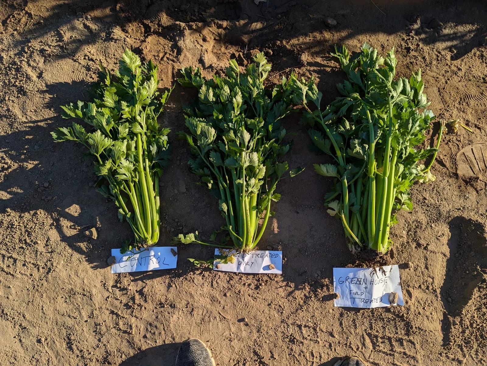 Celery field trial