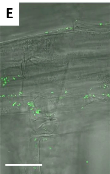 Confocal micrograph showing GFP-labelled bacteria, in green, in the intercellular spaces between root cells inside root tissue. A published 30 micrometre scale bar is visible.