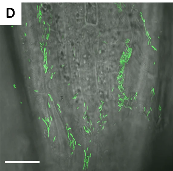 Confocal micrograph of an Arabidopsis root tip with GFP-labelled bacteria, bright green and rod-shaped, distributed across and within the grey root tissue. A published 10 micrometre scale bar is visible.