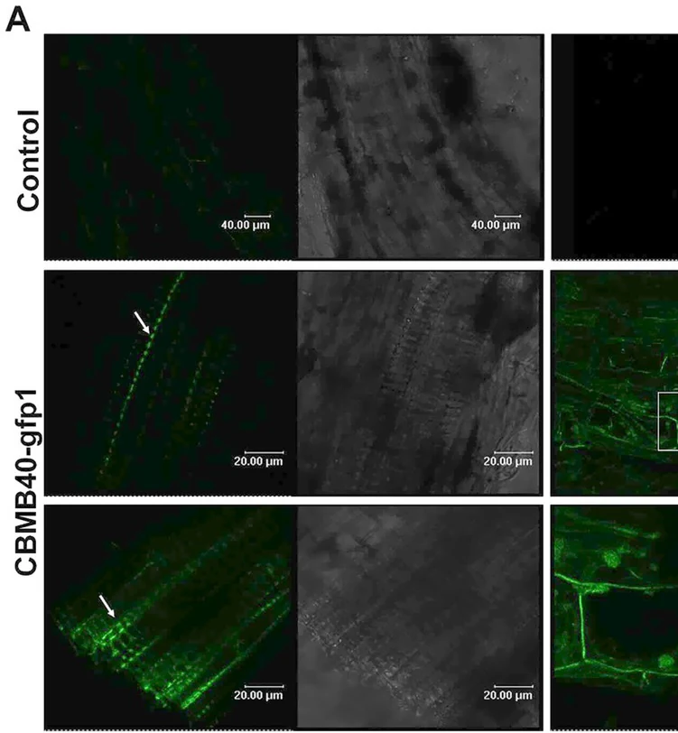 Confocal micrographs of tomato roots. The control row shows almost no fluorescence; the rows below show GFP-labelled bacteria, in green, colonising the root surface and root tissue, arrowed, beside matching brightfield views. Published scale bars of 40 and 20 micrometres are visible.
