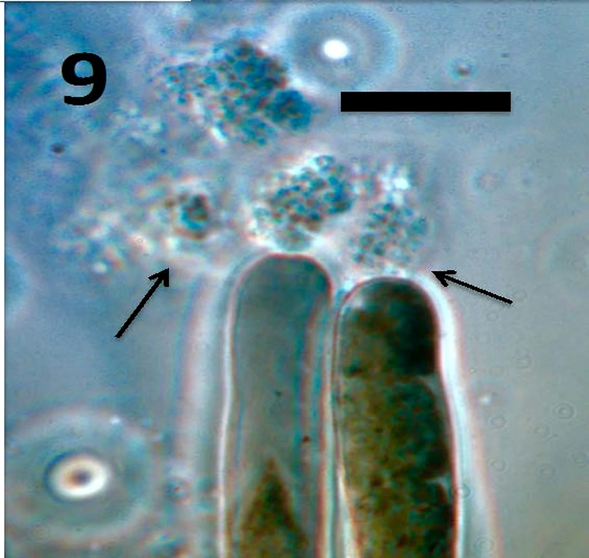 Light micrograph of bacteria emerging from the tips of two root hairs, arrowed, with a published scale bar.