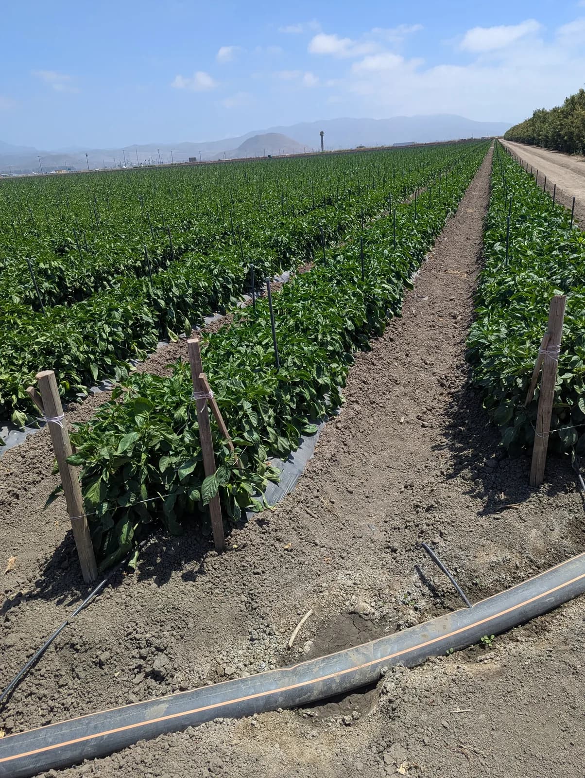 A wide commercial bell-pepper field