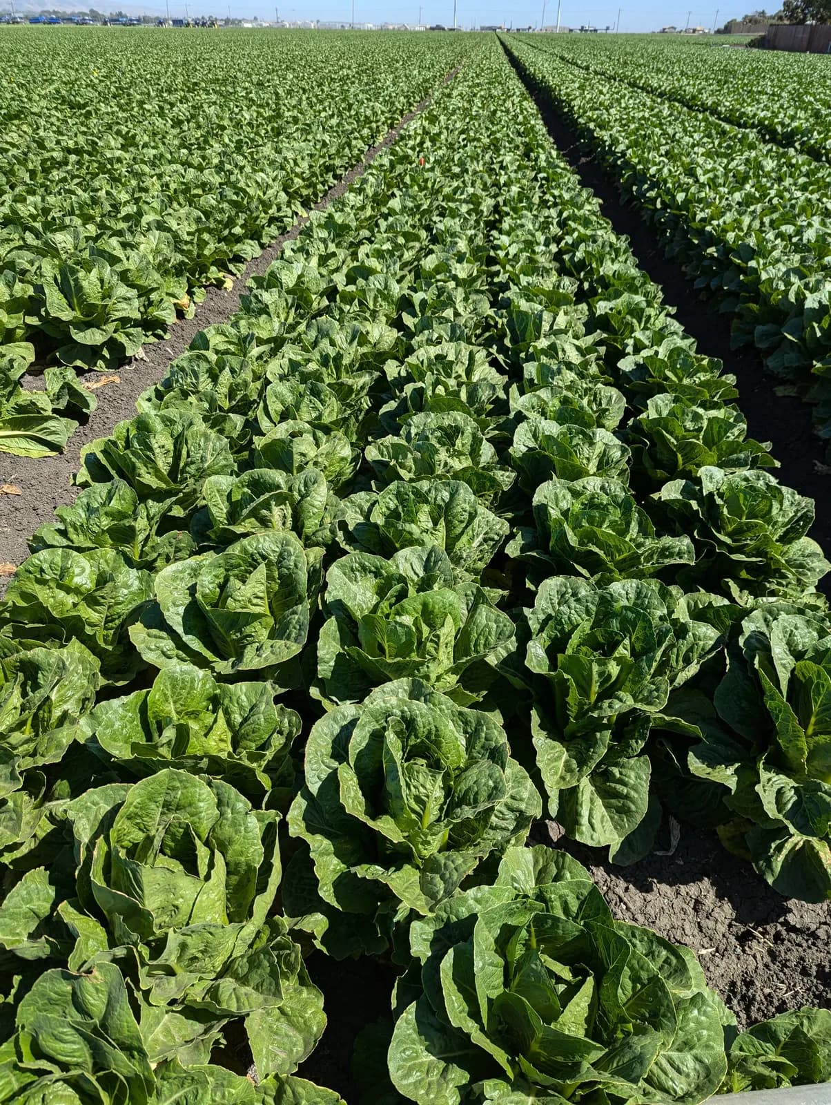 A commercial romaine lettuce field, mature heads in rows
