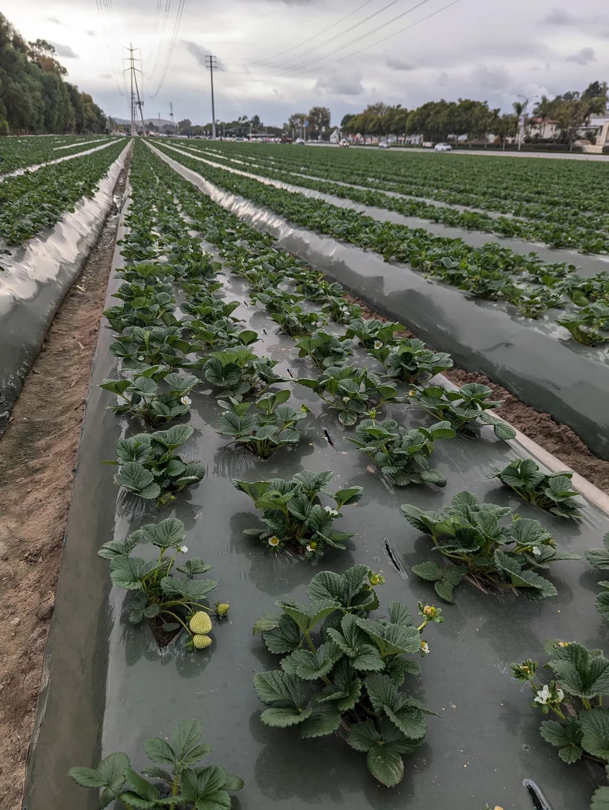 A commercial strawberry field under plastic mulch